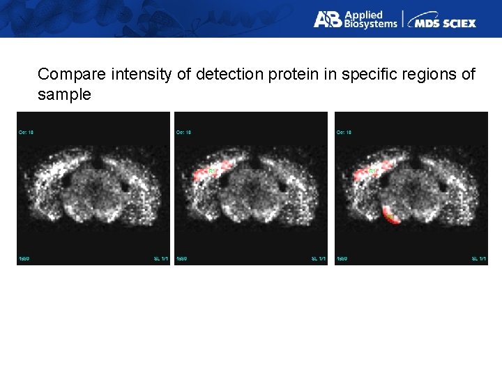 Compare intensity of detection protein in specific regions of sample 