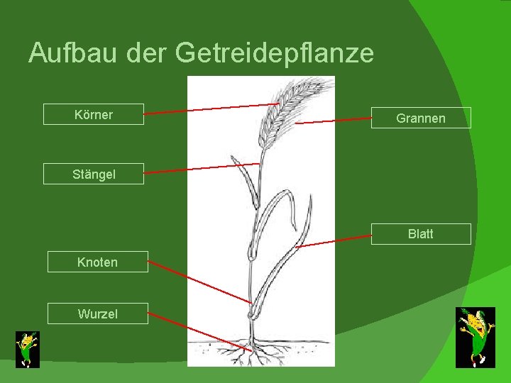 Aufbau der Getreidepflanze Körner Grannen Stängel Blatt Knoten Wurzel 