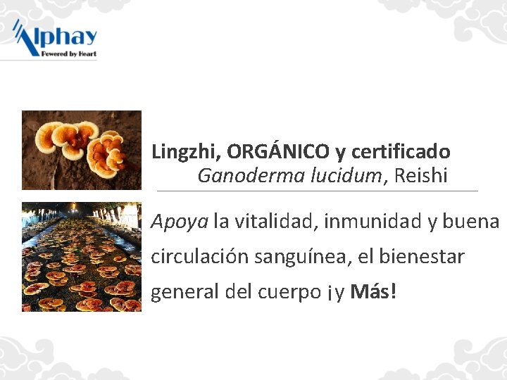 Lingzhi, ORGÁNICO y certificado Ganoderma lucidum, Reishi Apoya la vitalidad, inmunidad y buena circulación
