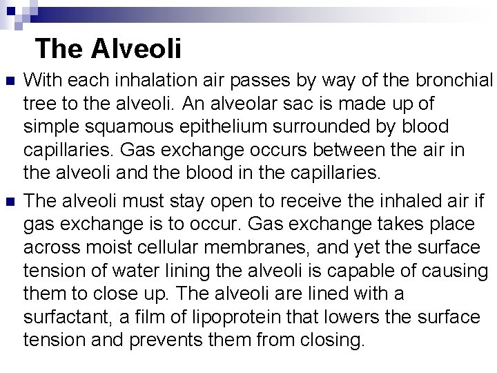 The Alveoli n n With each inhalation air passes by way of the bronchial The Alveoli n n With each inhalation air passes by way of the bronchial