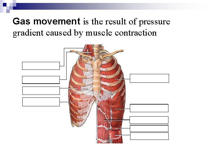 Gas movement is the result of pressure gradient caused by muscle contraction Gas movement is the result of pressure gradient caused by muscle contraction