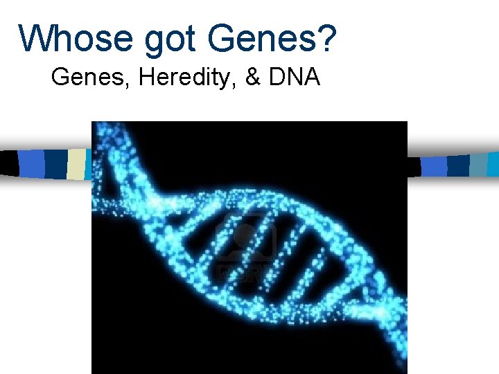 Whose got Genes? Genes, Heredity, & DNA Baker 2003/2004 