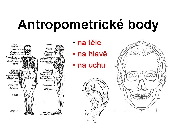 Antropometrické body • na těle • na hlavě • na uchu 