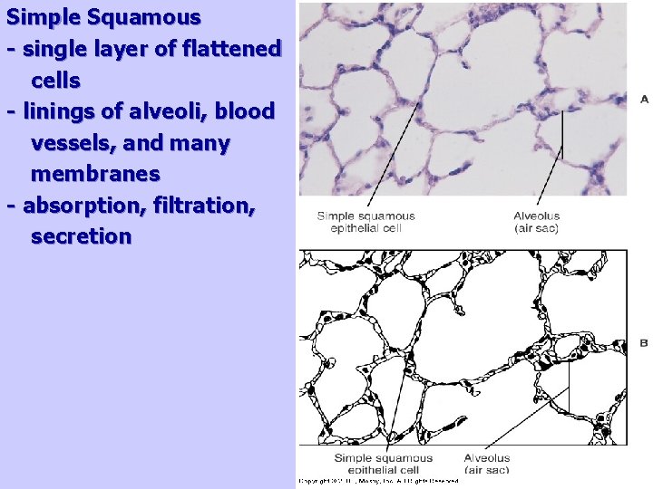 Simple Squamous - single layer of flattened cells - linings of alveoli, blood vessels,