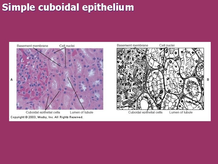 Simple cuboidal epithelium 