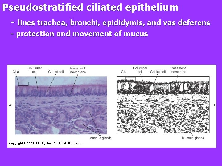 Pseudostratified ciliated epithelium - lines trachea, bronchi, epididymis, and vas deferens - protection and