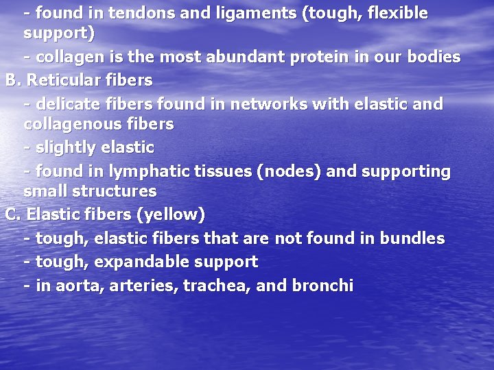 - found in tendons and ligaments (tough, flexible support) - collagen is the most