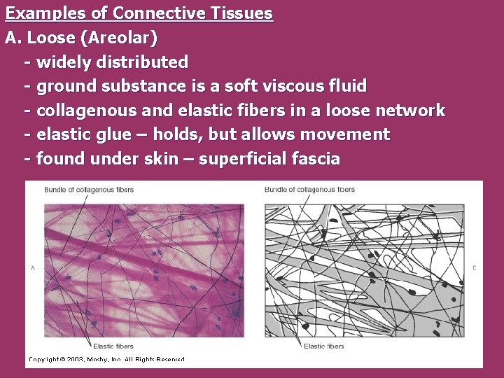 Examples of Connective Tissues A. Loose (Areolar) - widely distributed - ground substance is