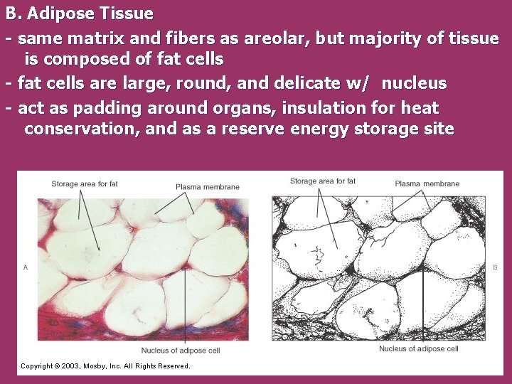 B. Adipose Tissue - same matrix and fibers as areolar, but majority of tissue