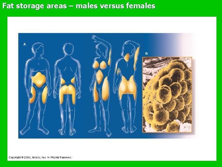 Fat storage areas – males versus females 