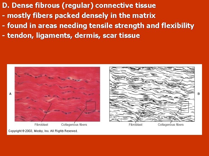 D. Dense fibrous (regular) connective tissue - mostly fibers packed densely in the matrix