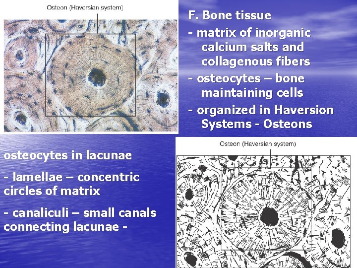 F. Bone tissue - matrix of inorganic calcium salts and collagenous fibers - osteocytes