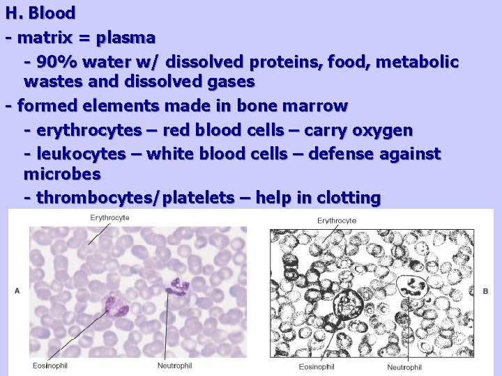 H. Blood - matrix = plasma - 90% water w/ dissolved proteins, food, metabolic