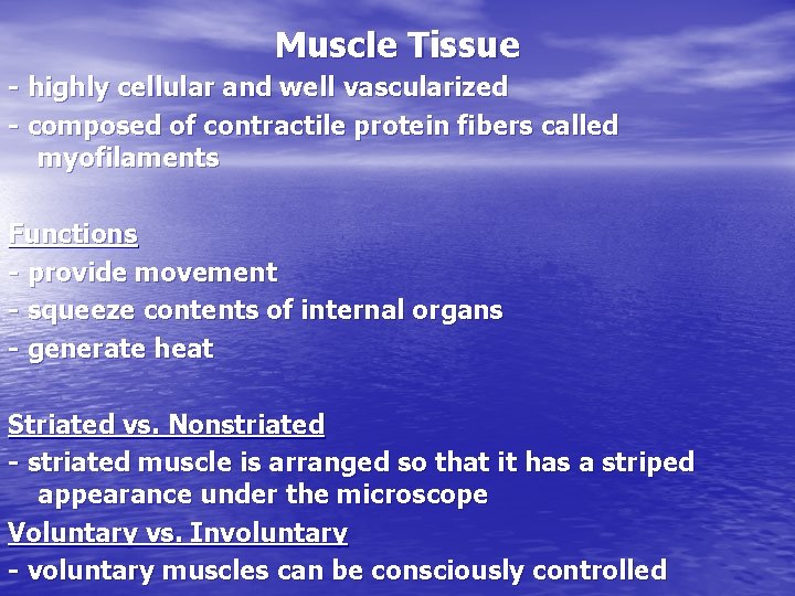 Muscle Tissue - highly cellular and well vascularized - composed of contractile protein fibers