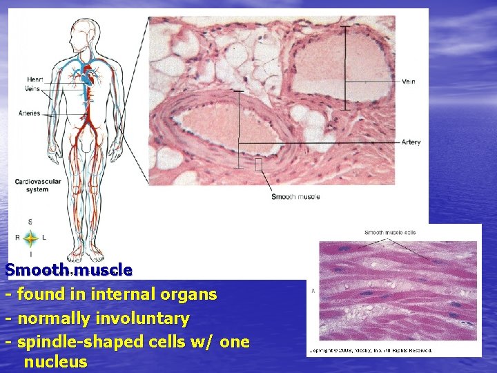 Smooth muscle - found in internal organs - normally involuntary - spindle-shaped cells w/