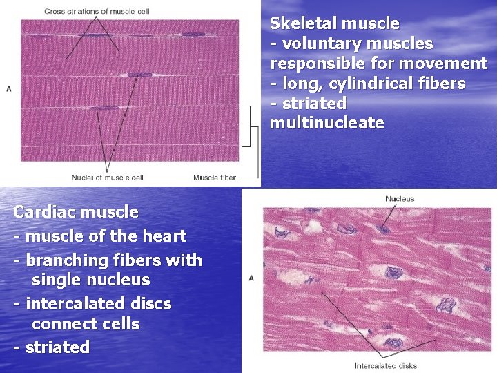 Skeletal muscle - voluntary muscles responsible for movement - long, cylindrical fibers - striated