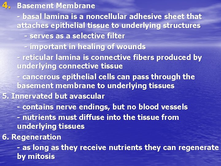 4. Basement Membrane - basal lamina is a noncellular adhesive sheet that attaches epithelial