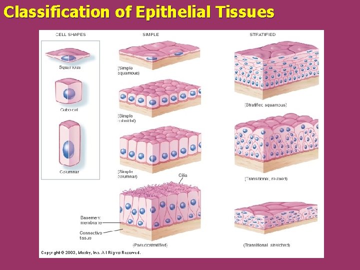 Classification of Epithelial Tissues 