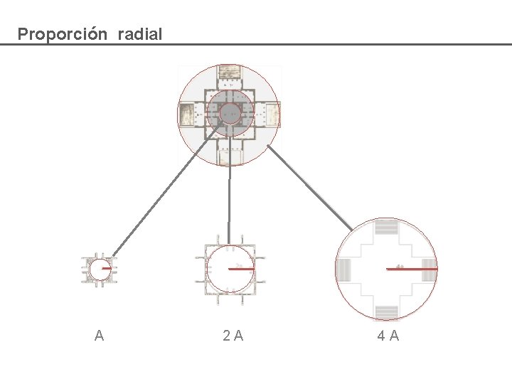 Proporción radial A 2 A 4 A 