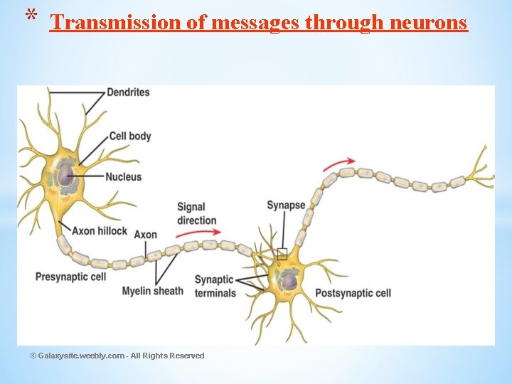 * Transmission of messages through neurons © Galaxysite. weebly. com - All Rights Reserved