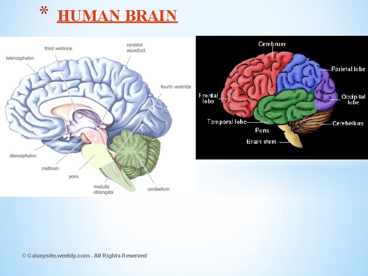 * HUMAN BRAIN © Galaxysite. weebly. com - All Rights Reserved 