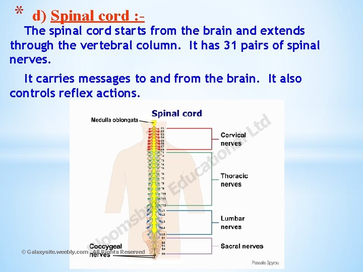 * d) Spinal cord : - The spinal cord starts from the brain and