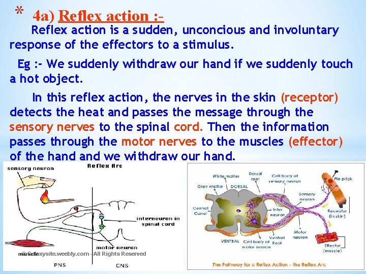 * 4 a) Reflex action : - Reflex action is a sudden, unconcious and