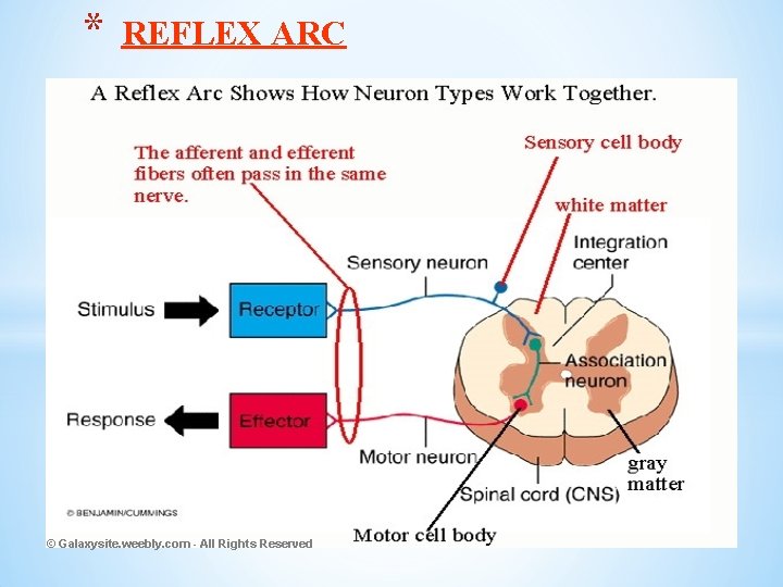* REFLEX ARC © Galaxysite. weebly. com - All Rights Reserved 