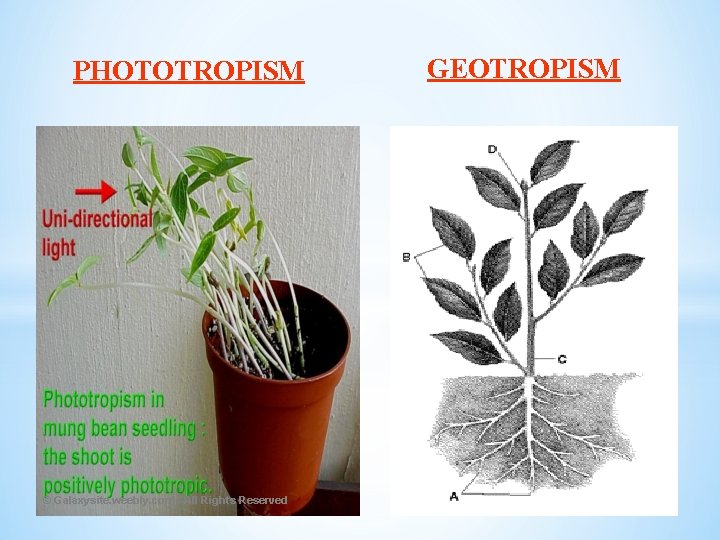 PHOTOTROPISM © Galaxysite. weebly. com - All Rights Reserved GEOTROPISM 