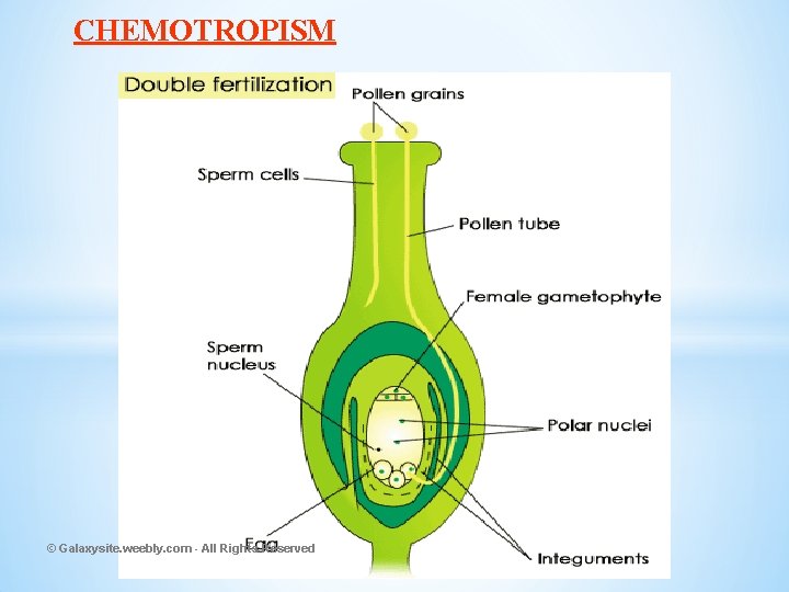 CHEMOTROPISM © Galaxysite. weebly. com - All Rights Reserved 