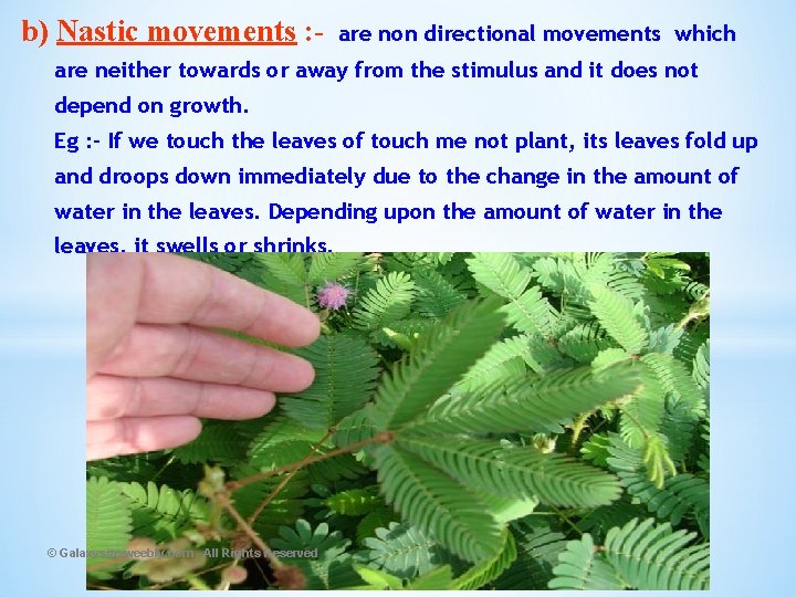 b) Nastic movements : - are non directional movements which are neither towards or
