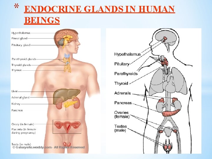 * ENDOCRINE GLANDS IN HUMAN BEINGS © Galaxysite. weebly. com - All Rights Reserved