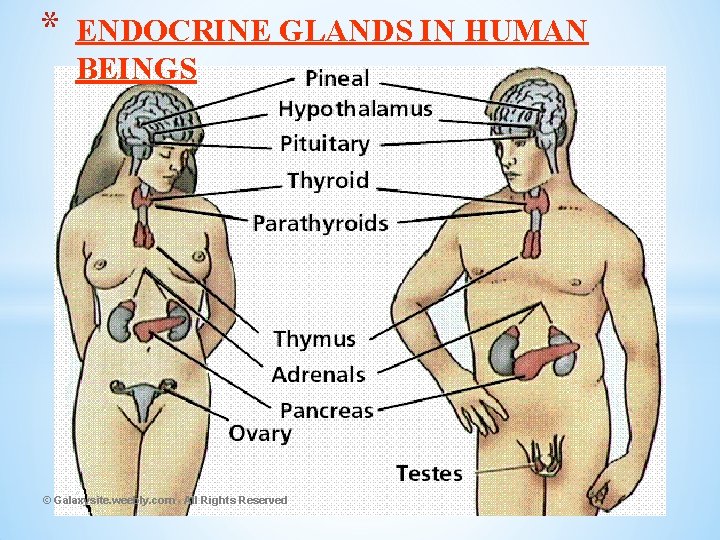 * ENDOCRINE GLANDS IN HUMAN BEINGS © Galaxysite. weebly. com - All Rights Reserved
