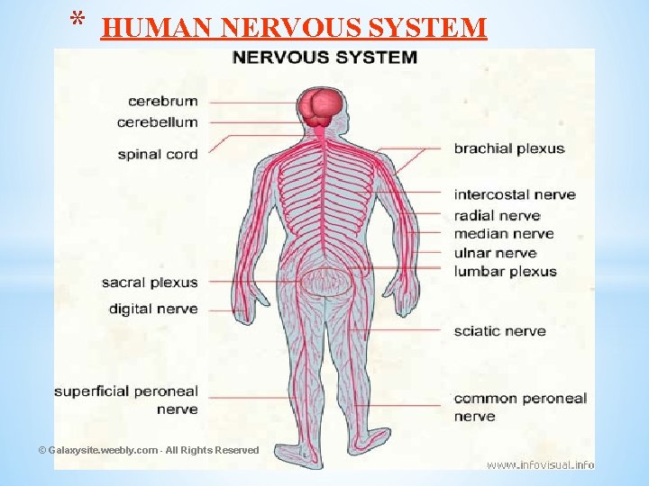 * HUMAN NERVOUS SYSTEM © Galaxysite. weebly. com - All Rights Reserved 