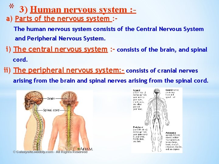 * 3) Human nervous system : - a) Parts of the nervous system :