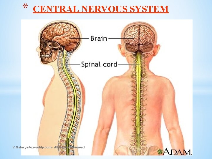 * CENTRAL NERVOUS SYSTEM © Galaxysite. weebly. com - All Rights Reserved 