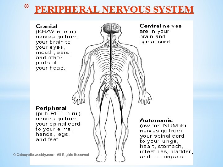 * PERIPHERAL NERVOUS SYSTEM © Galaxysite. weebly. com - All Rights Reserved 