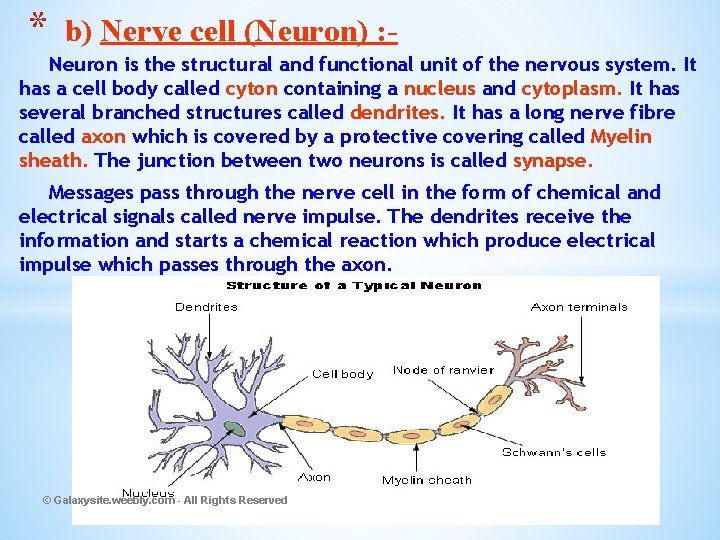 * b) Nerve cell (Neuron) : - Neuron is the structural and functional unit