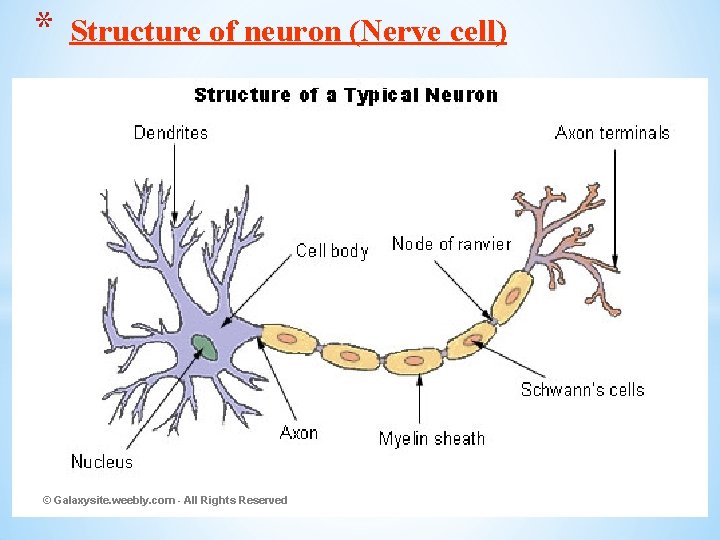 * Structure of neuron (Nerve cell) © Galaxysite. weebly. com - All Rights Reserved