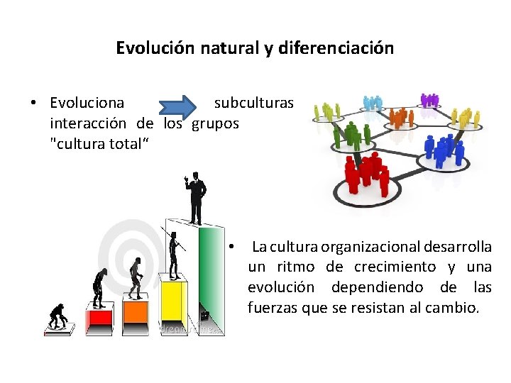 Evolución natural y diferenciación • Evoluciona subculturas interacción de los grupos "cultura total“ •