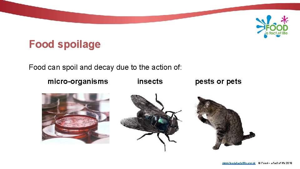 Food spoilage Food can spoil and decay due to the action of: micro-organisms insects