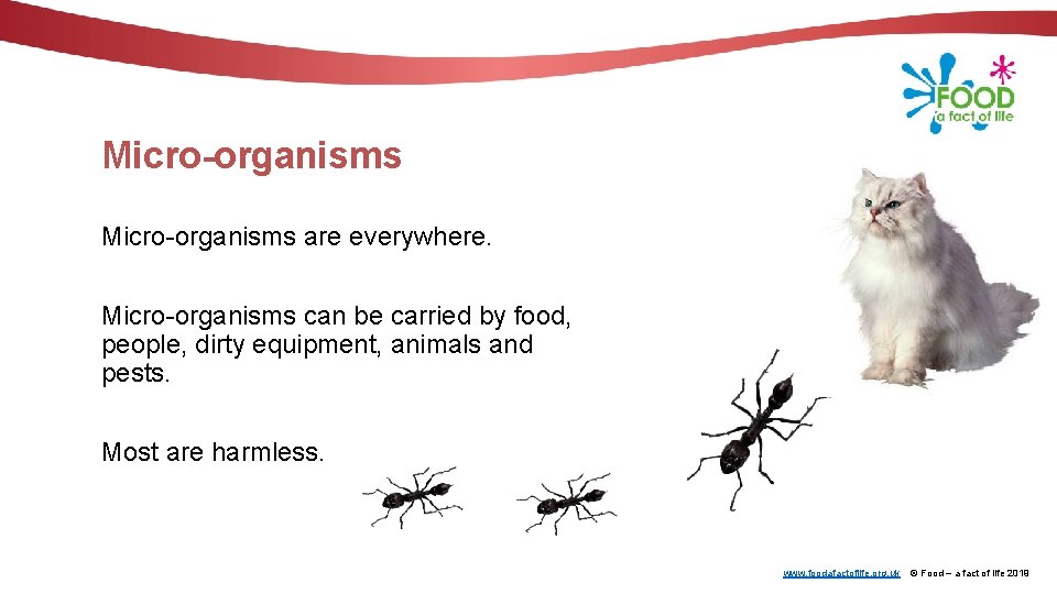 Micro-organisms are everywhere. Micro-organisms can be carried by food, people, dirty equipment, animals and