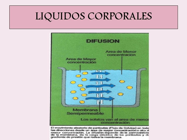LIQUIDOS CORPORALES LIQUIDOS CORPORALES