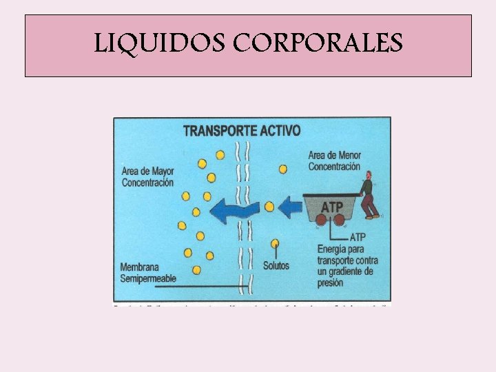 LIQUIDOS CORPORALES LIQUIDOS CORPORALES
