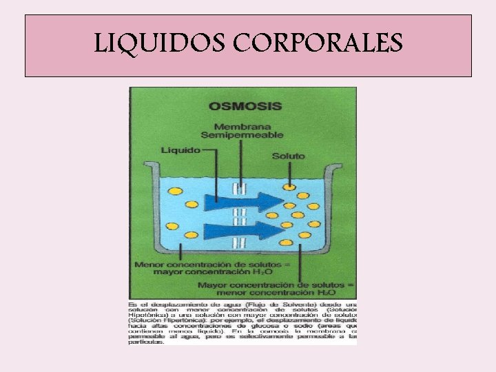 LIQUIDOS CORPORALES LIQUIDOS CORPORALES