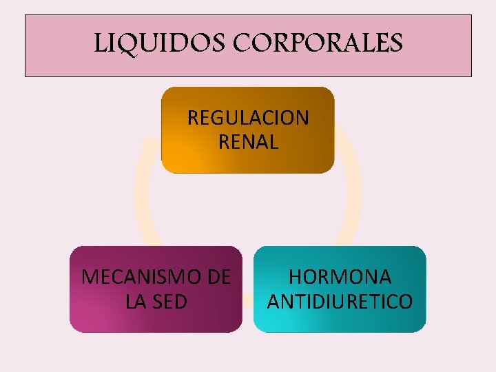 LIQUIDOS CORPORALES REGULACION RENAL MECANISMO DE LA SED HORMONA ANTIDIURETICO LIQUIDOS CORPORALES REGULACION RENAL MECANISMO DE LA SED HORMONA ANTIDIURETICO