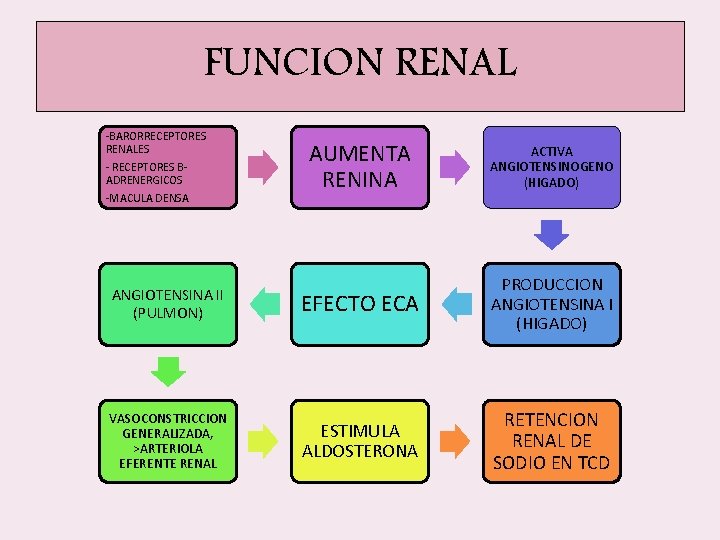 FUNCION RENAL -BARORRECEPTORES RENALES AUMENTA RENINA ACTIVA ANGIOTENSINOGENO (HIGADO) ANGIOTENSINA II (PULMON) EFECTO ECA FUNCION RENAL -BARORRECEPTORES RENALES AUMENTA RENINA ACTIVA ANGIOTENSINOGENO (HIGADO) ANGIOTENSINA II (PULMON) EFECTO ECA