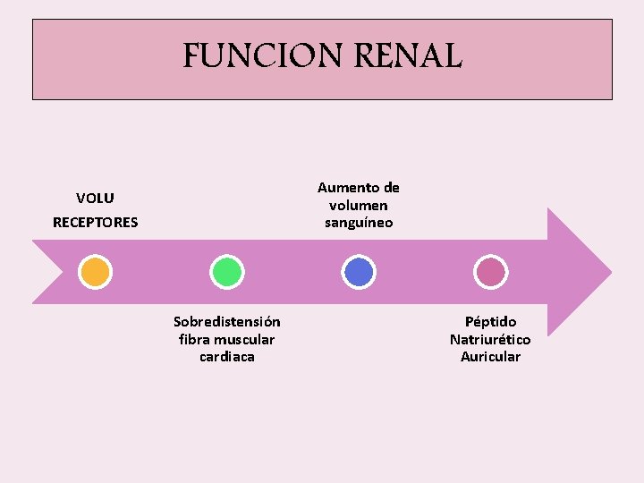 FUNCION RENAL Aumento de volumen sanguíneo VOLU RECEPTORES Sobredistensión fibra muscular cardiaca Péptido Natriurético FUNCION RENAL Aumento de volumen sanguíneo VOLU RECEPTORES Sobredistensión fibra muscular cardiaca Péptido Natriurético
