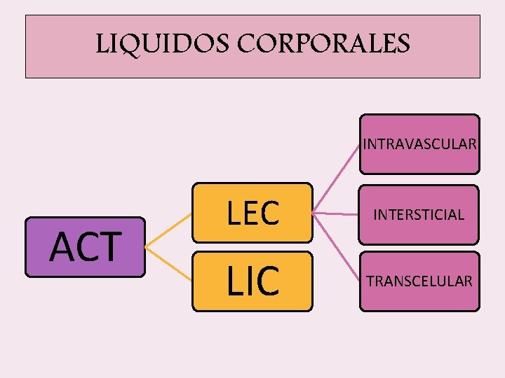 LIQUIDOS CORPORALES INTRAVASCULAR ACT LEC INTERSTICIAL LIC TRANSCELULAR LIQUIDOS CORPORALES INTRAVASCULAR ACT LEC INTERSTICIAL LIC TRANSCELULAR