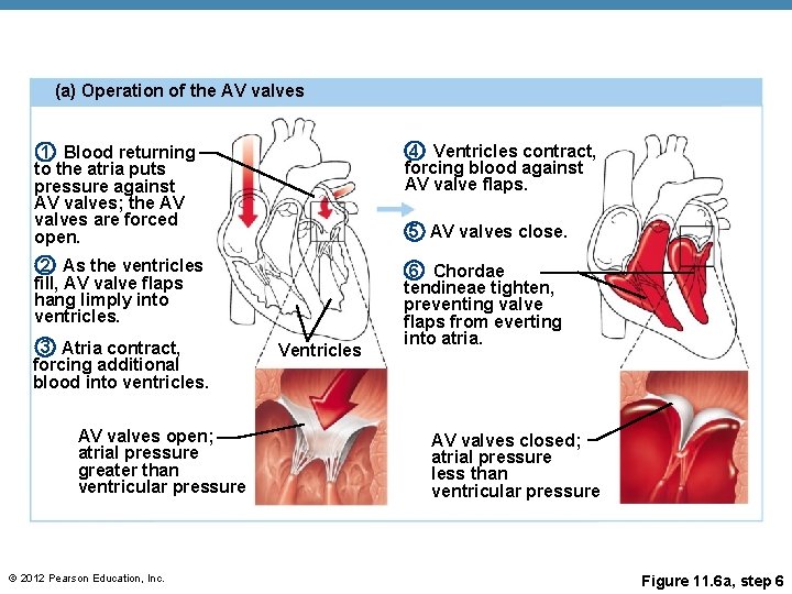 (a) Operation of the AV valves 1 Blood returning to the atria puts pressure (a) Operation of the AV valves 1 Blood returning to the atria puts pressure